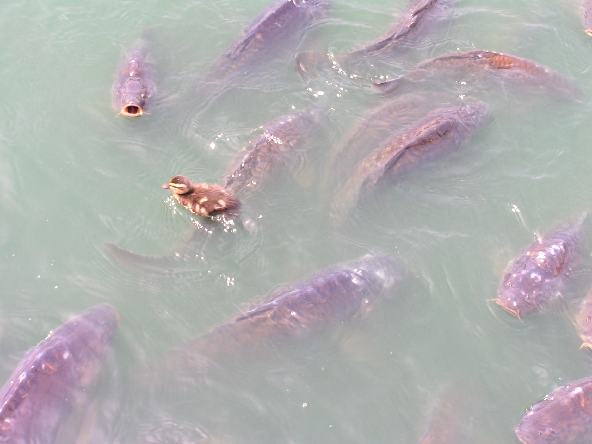 ./2008/BHS Chorus Myrtle Beach/BHS Chorus MyrtleBeach 0016.JPG